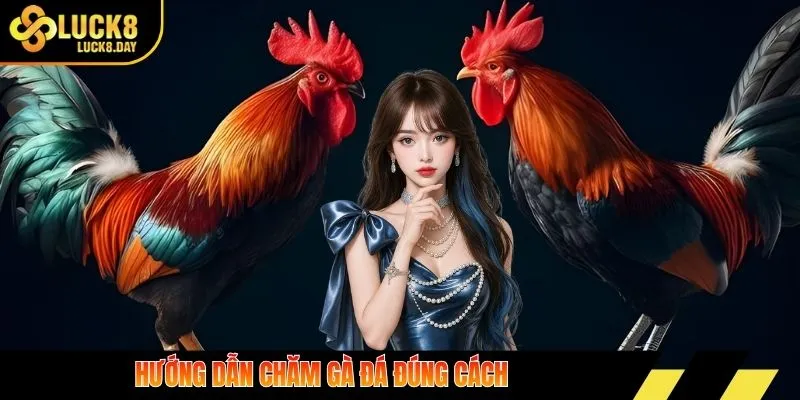 Hướng dẫn chăm gà đá đúng cách