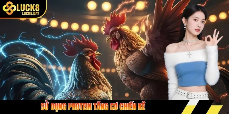 Sử dụng protein tăng cơ chiến kê