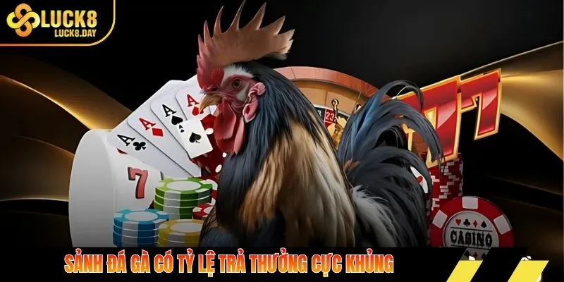 Sảnh đá gà có tỷ lệ trả thưởng cực khủng