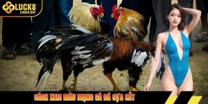 cách xem màu mạng gà đá cựa sắt